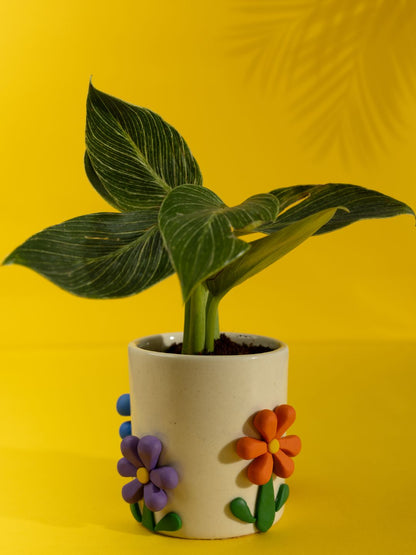 Bloom Boom Ceramic Planter