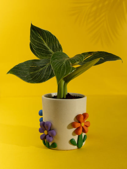 Bloom Boom Ceramic Planter