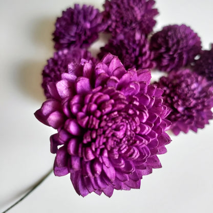 Dark Purple Zinnia Flowers (Wire Stem included)