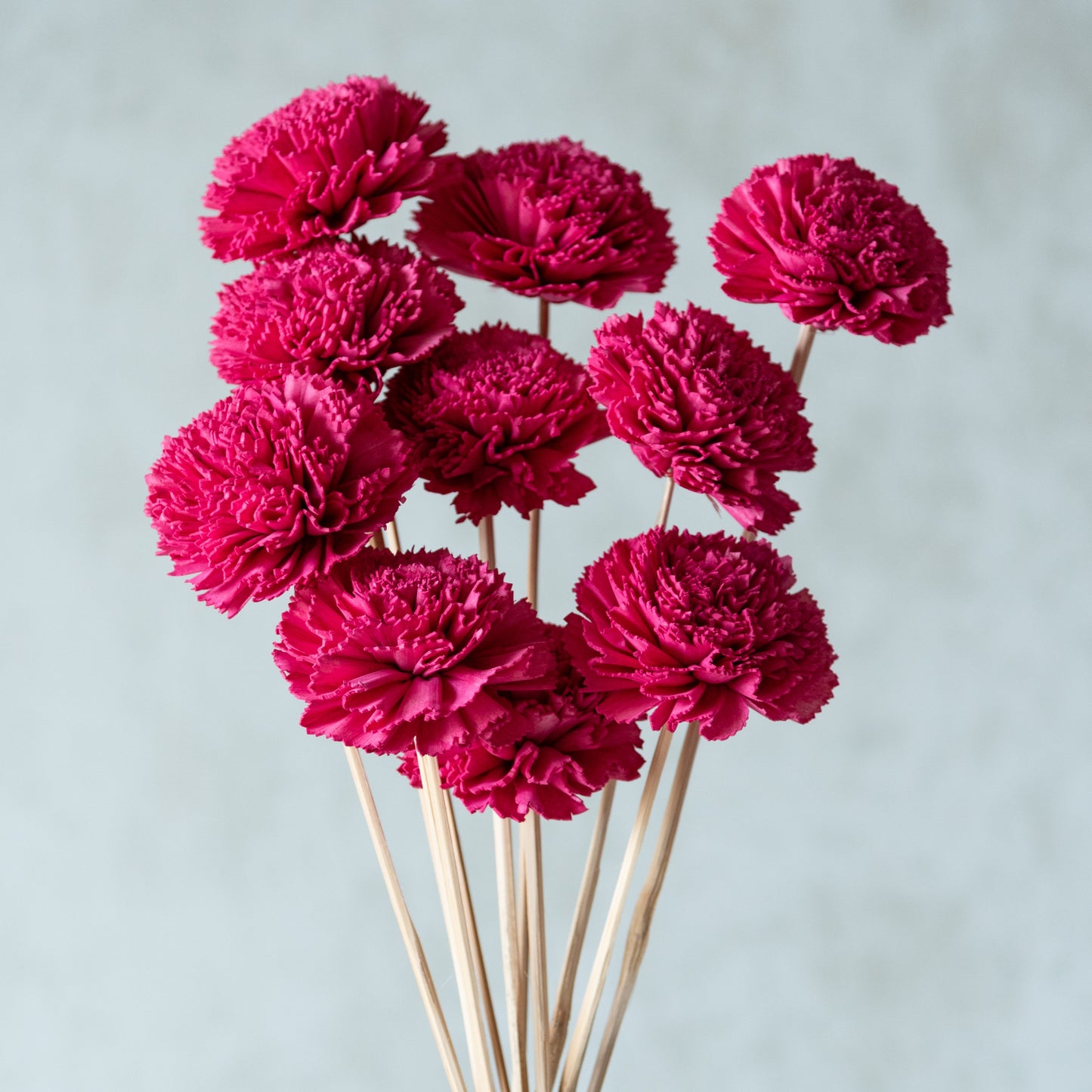 Carnation Sola Flower Sticks (10 sticks)