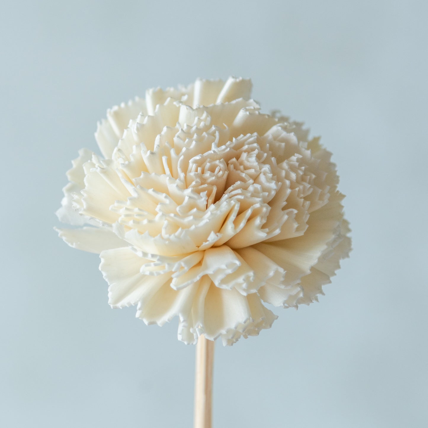 Carnation Sola Flower Sticks (10 sticks)