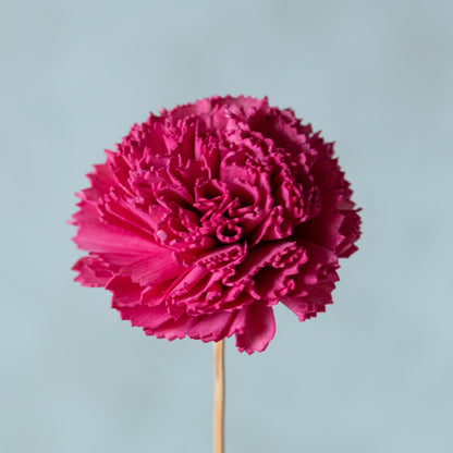 Carnation Sola Flower Sticks (10 sticks)