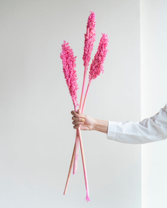 Colorful Corn Stems