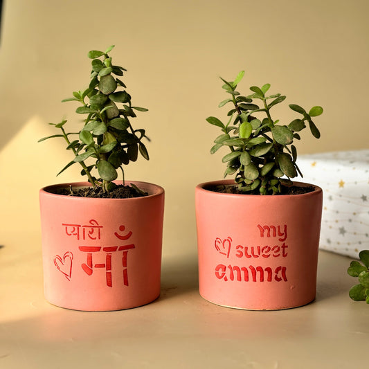 Ma And Amma Planters Combo