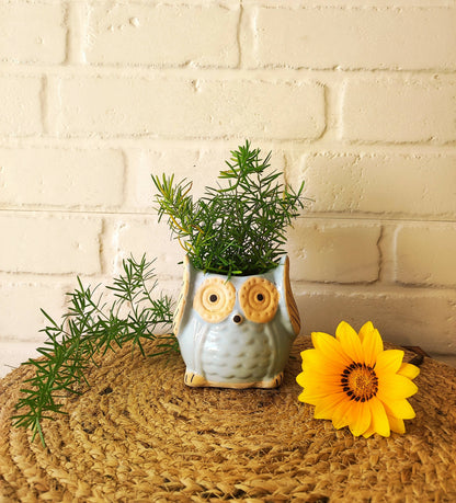 Ceramic Owl Planter