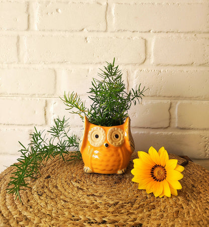 Ceramic Owl Planter