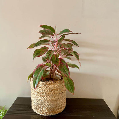 Natural Jute Planter