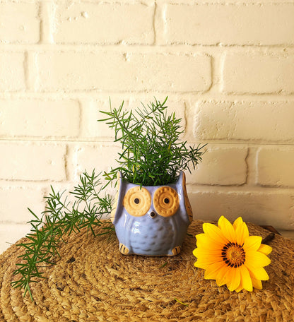 Ceramic Owl Planter