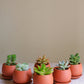 Succulent Pots- set of 6